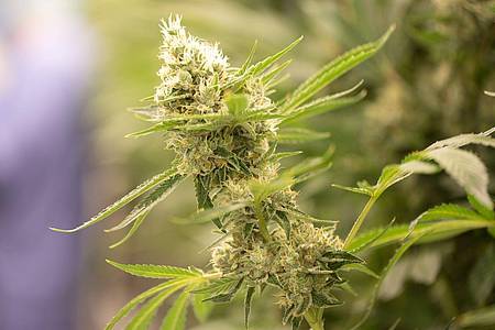 Cannabispflanzen könnten künftig nach vorgeschriebenen Standards angebaut werden.
