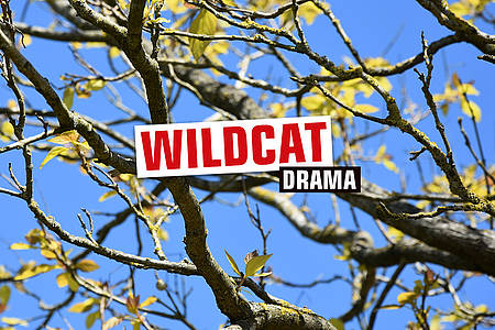 Äste eines Baumes mit Aufschrift Wildcat