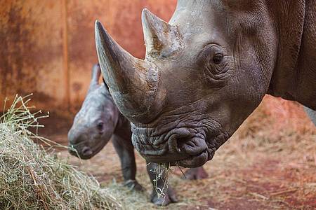 Das Nashorn-Jungtier Lisbeth steht neben Muttertier Amalie (r) im Stall.