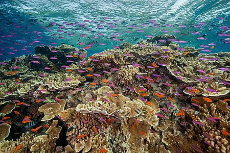 Die Unterwasserwelt vor der Küste des australischen Cairns. Das Korallenriff ist ein wichtiger Lebensraum für viele Meeresbewohner.