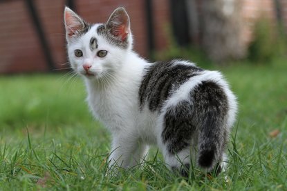 Junge Katze auf einer Wiese.