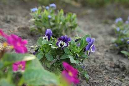 Lila Hornveilchen in einem Beet