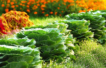 Grüne Zierkohlköpfe in Reihe im Blumenbeet