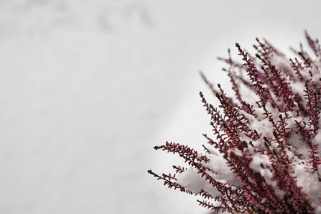 Roter Busch im Schnee