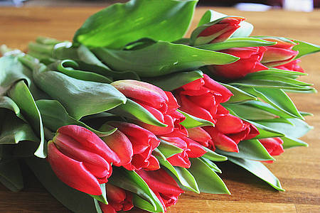 Rote Tulpen die auf einem Tisch liegen